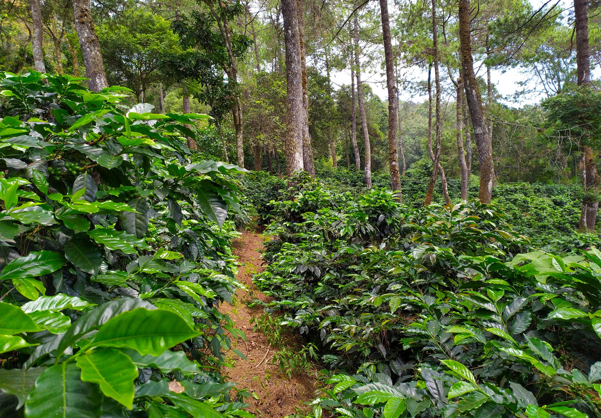 Kaffeepflanzen in Indien